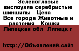 Зеленоглазые вислоухие серебристые шиншилы › Цена ­ 20 000 - Все города Животные и растения » Кошки   . Липецкая обл.,Липецк г.